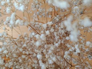 Full frame shot of white flowering plants