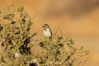 Low angle view of bird perching on branch