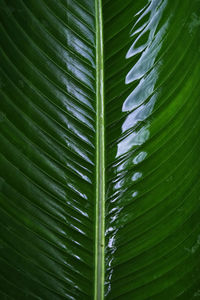 Full frame shot of leaves