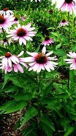 Close-up of coneflowers blooming on plant