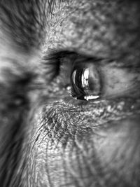 Extreme close-up of human eye