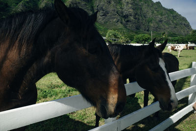 Close-up of horse in pen