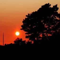 Silhouette of trees at sunset