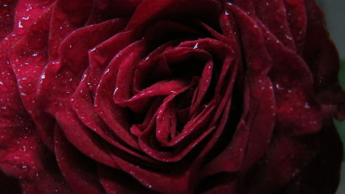 Full frame shot of wet red rose