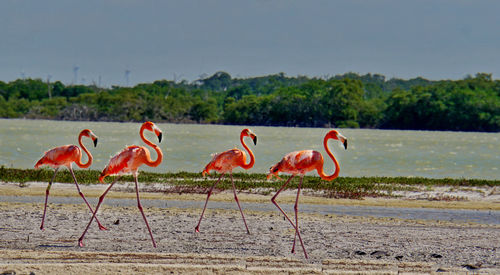 View of birds by the lake