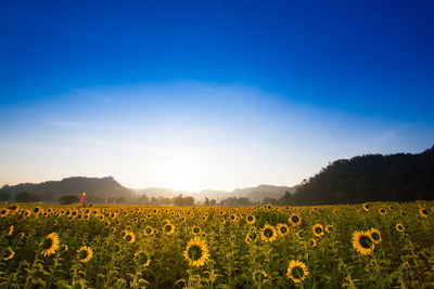 Scenic view of sunflower field against blue sky