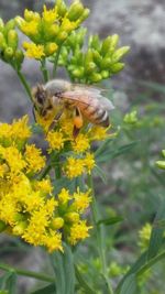Close-up of honey bee feeding on flower