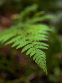 ferns and horsetails