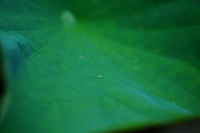 Close-up of leaves