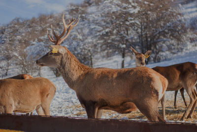 In the deer heels