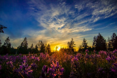 Purple flowering plants on field against sky during sunset