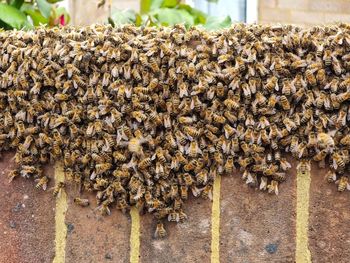 Close-up of bee