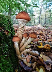 Close-up of mushroom in forest