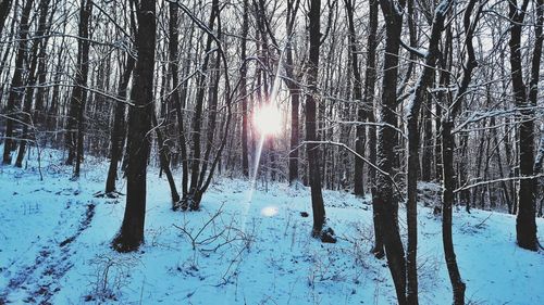 Bare trees in forest during winter