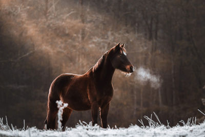 Horse standing against trees in forest