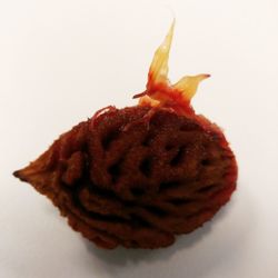 Close-up of food over white background