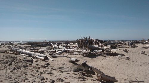 Panoramic view of driftwood on beach against clear sky