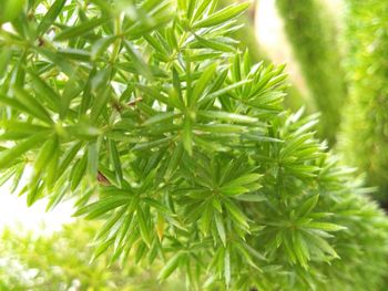 Close-up of pine tree