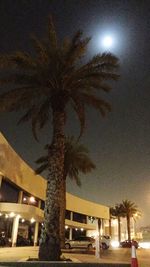 Palm trees at night