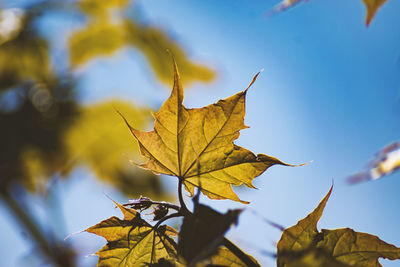 Close-up of maple leaves