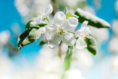 Close-up of white flowering plant