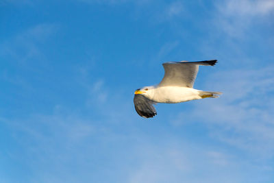 Low angle view of seagull flying