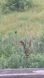 Plants growing on a tree