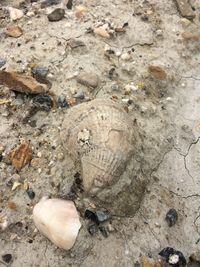 High angle view of lizard on sand at beach