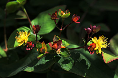 Close-up of flowering plants