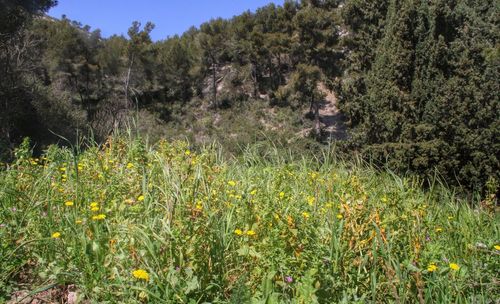 Plants growing on field
