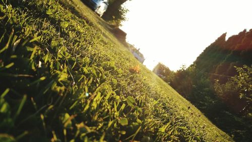 Close-up of green landscape against sky