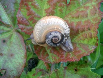 Close-up of snail on leaf