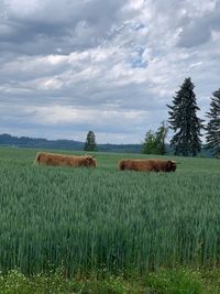 Hay bales on field against sky