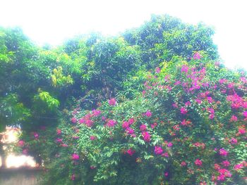 Flowers growing on tree