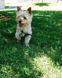 Dog on field