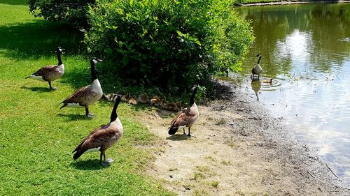 Ducks in a lake