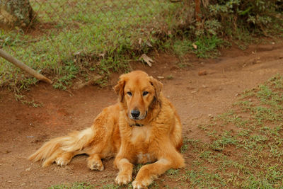 Portrait of lion sitting on field