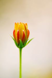 Close-up of yellow flower against white background