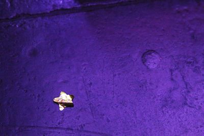 Close-up of illuminated purple water