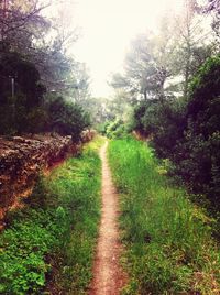 Footpath passing through field