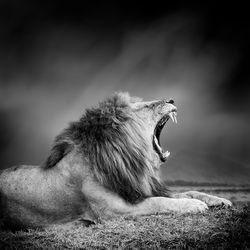 Dramatic black and white image of a lion on black background