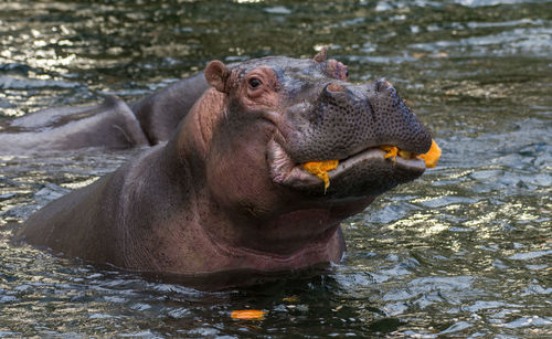 Hippopotamus swimming in pond