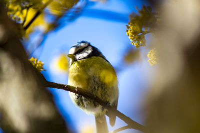 Low angle view of bird perching on branch