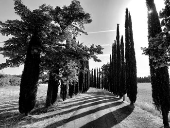 Footpath amidst trees against sky