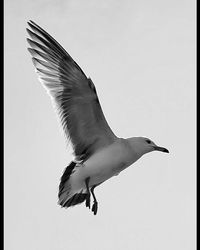 Low angle view of seagull flying