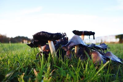 Close-up of mushroom on field against sky