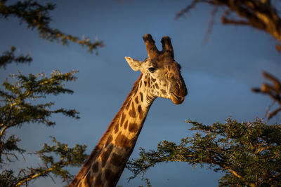 Low angle view of giraffe against sky