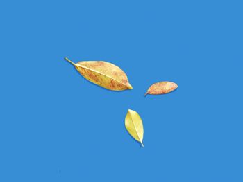 Low angle view of leaves against blue background