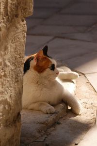 Cat sitting on a footpath