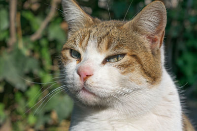 Close-up portrait of a cat